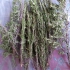 فروش رزماری خشک شده (برگ خالص) در اصفهان فروش رزماری خشک شده برگ خالص