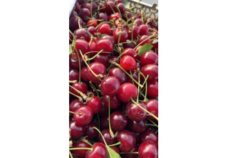 صادرات میوه، صیفی جات و پای مرغ
