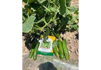 بذر خیار گلخانه ای قیمت مناسب ، فروش بذر ملون