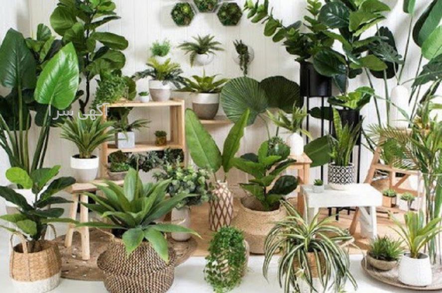 بونسای سرو نقره ای
