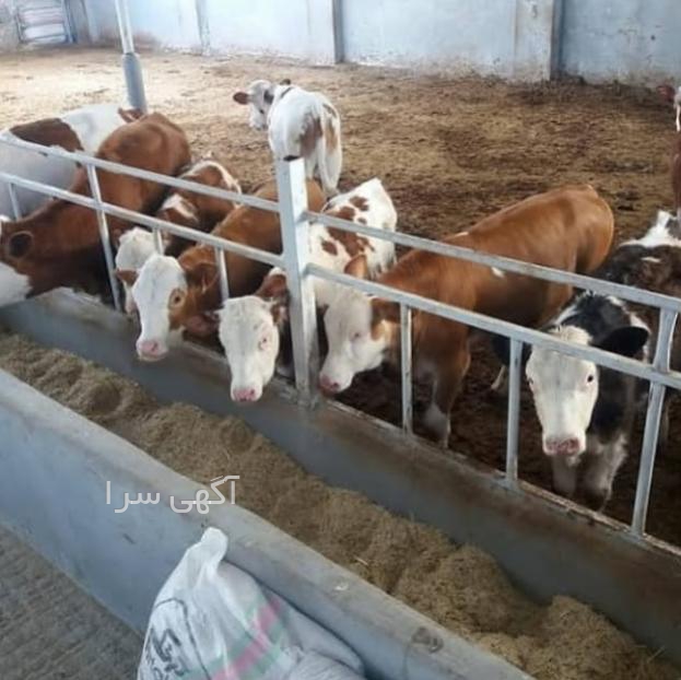 دامپزشکی عروس هلندی تهران