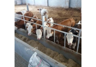 فروش عمده گوساله آلمانی و هلندی
