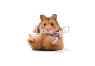 فروش ویژه دستگاه ضد موش و ضد مار دور کننده موش و مار از مزارع گلخانه ها
