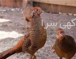 آگهی های دامداری - گلستان