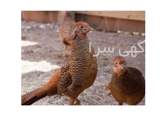 تخم نطفه دار قرقاول آمریکایی فروش اسنثنایی تخم نطفه دار آمریکایی توسط