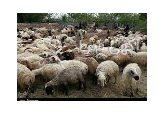 قیمت گوسفند زنده در تهران