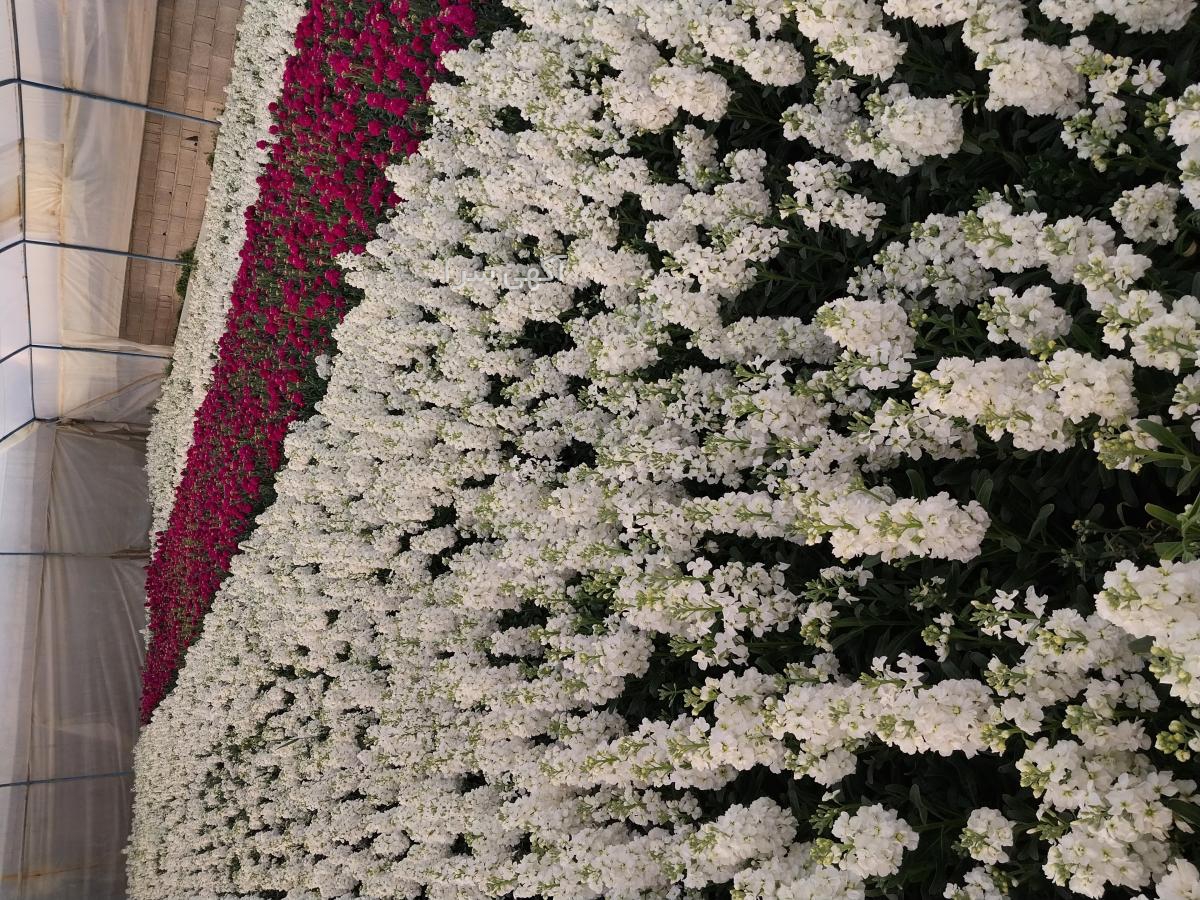 خرید اینترنتی گل اطلسی