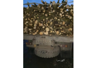 چوب مرکبات مازندران فروش بهترین چوب مرکبات ساری قائمشهر مهندس احمدی