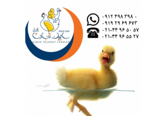فروش جوجه یکروزه اردک گوشتی -سابین تجارت
