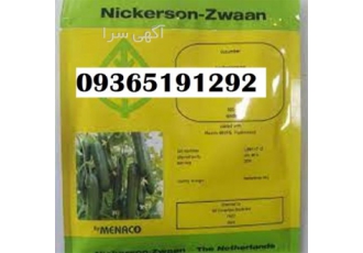 بذر خیار کیهان قیمت یک و عالی بذر در شیراز فروش و خرید بذر خیار قیمت