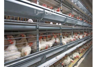 فروش قفس مرغ تخم گذار - شرکت سپید - طیور