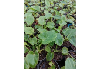گل و گیاهان آپارتمانی وزینتی وباغچه ای