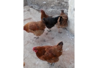 یک عدد خروس با نه عدد مرغ یکجا