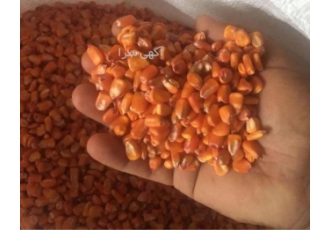 فروش بذر ذرت سینگل کراس۷۰۴مغان فروش بذر ذرت سینگل کراس704مغان به صورت