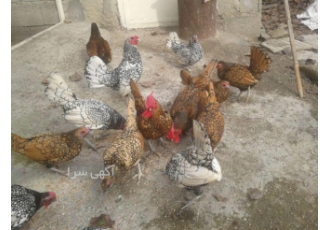 تخم نطفه دار مرغ و خروس فروش تخم نطفه دار مرغ و خروس محلی گلپایگانی