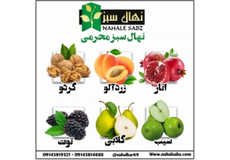 نهال گردو خوشه ای نام محصول نهال گردو خوشه ای