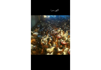 مرغ گلپایگانی فروش 15 000 هزار قطعه مرغ بومی تخمگذار اصلاح شده پر تولید