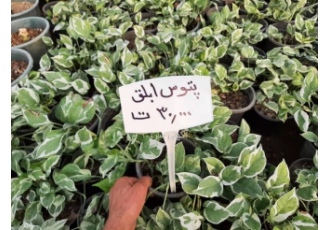 گل و گیاه تولید و فروش گل و گیاه آپارتمانی به قیمت عمده و بسیاز ارزان