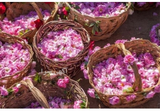 اسانس هل و گلاب ویژه شیرینی پزی ها و تولید بسانح در کاشان توزیع وپخش
