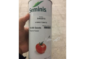 فروش بذر گوجه ثمین    بذر هیبرید گوجه فرنگی