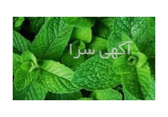 اسانس نعناع طعم دهنده نعنا فلفلی اسانس نعنا برای دوغ اسانس نعناع