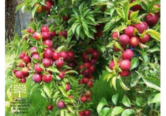 انواع نهال مثمر و غیر مثمر ( نهال میوه و زینتی ) فروش ویژه انواع نهال
