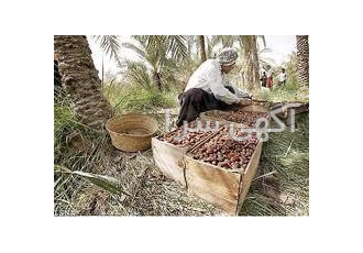 کنسانتره خرما