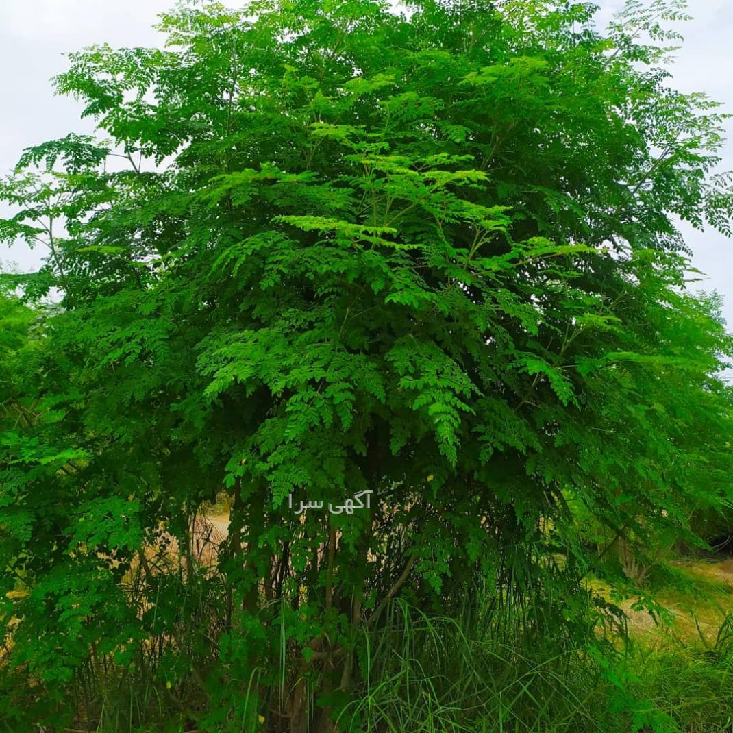 بذر درخت میوه