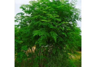 محصولات مورینگا