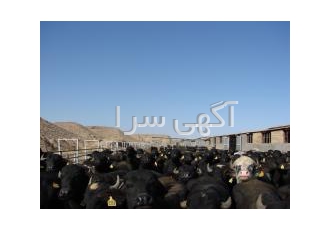 اجرای پروژه های پرورش گامیش مدیریت پروژه گاومیش داشتی صنعتی صفر تا صد
