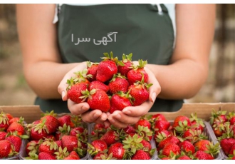 سیر تا پیاز کشت گلخانه هیدروپونیک خاکی در تهران گلخانه ها درآمد فوق