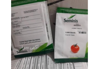 ارائه دهنده و فروشنده بذر گوجه فرنگی تی دی عالی