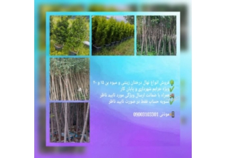 فروش خرد و عمده نهال مثمر و غیر مثمر بن ۱۵ و بن ۲۰ فروش نهال درختان بن