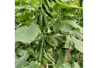 فروش بذر خیار گلخانه ای بذر درجه یک سالار در خرم آباد فروش بذر خیار