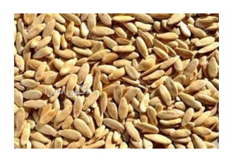 بذر خیار مقاوم به گرما
