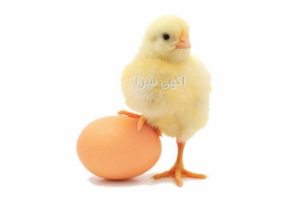 فروش جوجه گوشتی یک‌روزه برند