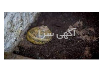 خاک تخصصی پرورش حلزون ارسال سراسر ایران توجه دیگر نیاز نیست با هزینه