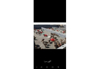 فروش و پیش فروش جوجه شترمرغ درجه یک با سلام و تقدیم احترام مجموعه تمام