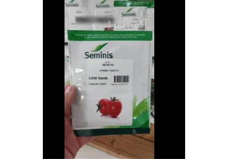 فروش و عرضه بذر گوجه فرنگی بدرو ( ارسال به سراسر کشور )