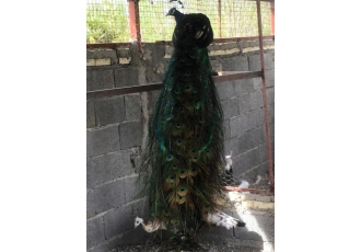 تخم طاووس تضمینی باسلام فروش تخم طاووس از نژادهای مصری هندی سفید