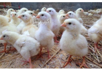 فروش جوجه گوشتی راس طیور طیور در تهران جوجه ها نیز بعد از ده روزگی
