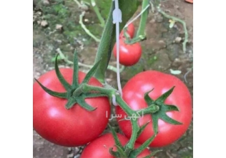 قلاب نگهدارنده عصایی