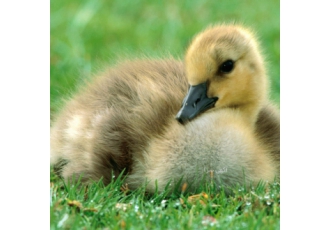 فروش جوجه غاز فروش جوجه غاز