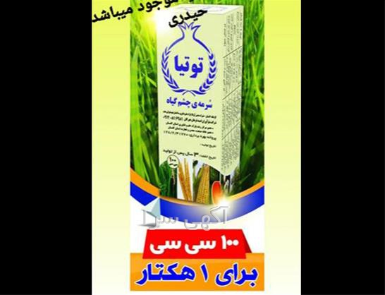 بذر گلهای آپارتمانی