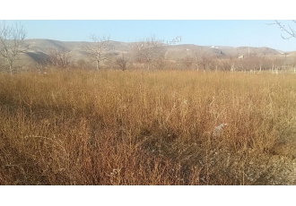 ریشه گل محمدی ریشه گل محمدی خار دار خوش رنگ خوش بو مناسب گلاب گیری