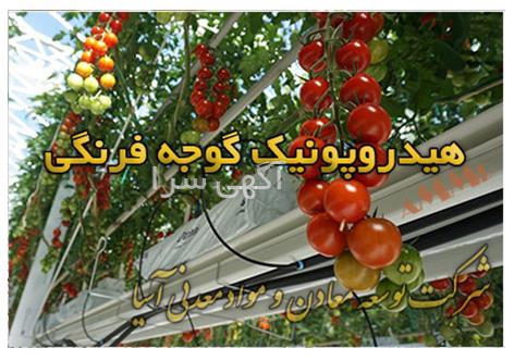 گلخانه گوجه گیلاسی