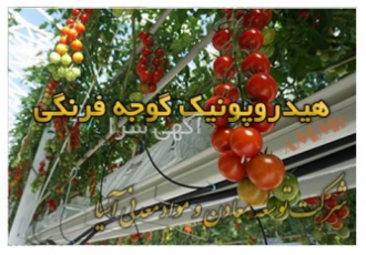 بستر کشت گوجه فرنگی گیلاسی در تهران گوجه فرنگی یکی از سبزیهای میوه ای