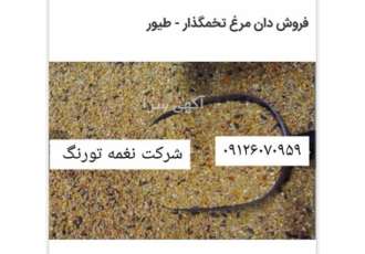 فروش دان مرغ برای طیور خانگی نغمه تورنگ در تهران فروش دان مرغ