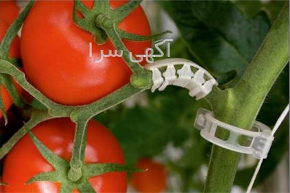 آگهی های کشاورزی و دامداری - سفید دشت