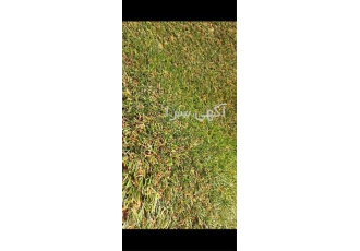 اجرای چمن مصنوعی در تهران اجرای چمن مصنوعی در تهران قیمت مناسب نصب